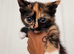 3 kittens ready now