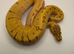 2026 pastel super enchi pinstripe hypo ball python