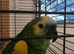 Beautiful blue fronted amazon talking parrot