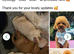 Stud KC Toy Poodle Extensively health tested