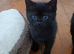 Kittens for rehoming