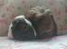 Beautiful pair of girls one cornet, one smooth guinea pigs