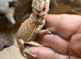Baby Bearded Dragon Hypo Trans Female
