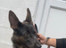 German shepherd female