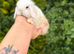 Baby Mini Lops