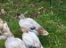 Welsh Harlequin Female Ducks