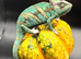 Pied Yeman chameleons