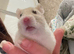 4month old female hamster