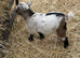 3 Pygmy goat kids for sale