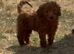 Adorable cockapoo 3 available !!!