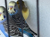 Canary and budgies