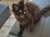 Female maine coon kitten