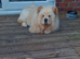 Chow chow female