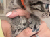 2 beautiful grey striped kittens