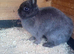 Netherlands dwarf  females