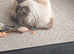Gorgeous Ragdoll 7 Years Old Girl Vet Chkd an Vaccinated