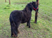 Beautiful SPSBS Registered Shetland Mare
