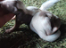Skunks for sale