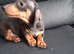 Dachshund puppy miniature boy ready now