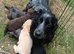 Working cocker spaniel puppies