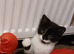 Kitten