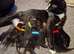 6 kittens for sale