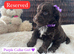 F1 Cockapoo Litter - 1 Girls & 3 Boys Available