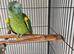 Blue front amazon parrot