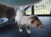 3 year old ferrets
