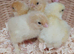 Chicks for sale
