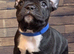 French Bulldog Puppies
