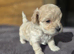 F1Maltipoo Teacup Puppies for Sale in London KC parents