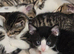 Male kitten