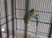 budgie for sale