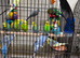 Baby budgies