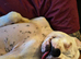 Dorset olde tyme bulldog