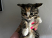 Beautiful kittens for new homes