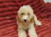 Miniature Labradoodle Litter