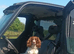 Sprocker Spaniel Puppies for Sale