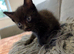 3 male kittens, 1 tabby & 2 black