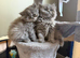 Lovely Persian kittens