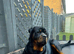 Rottweiler for stud