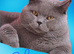 Quality pedigree British shorthair kittens
