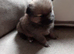 Pomeranian puppies