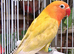 Fischer's Lovebirds with DNA/Gender certificate