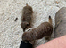 Sadly, having to rehome my meerkats