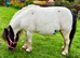 Shetland mare
