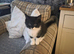Tuxedo ragdoll for sale in Lancaster