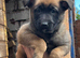 Belgian malinois puppy&rsquo;s