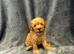 Toy poodles ready now